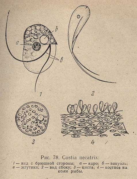 Costia necatrix