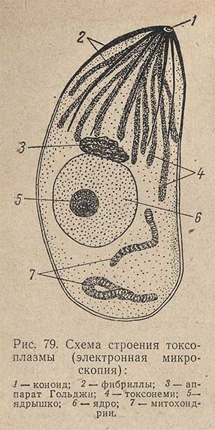 Схема строения токсоплазмы